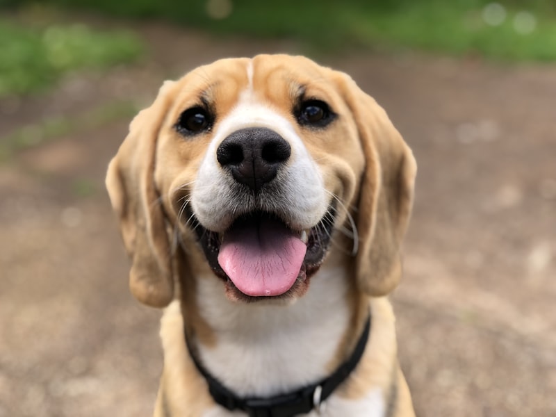 Happy dog on a clean, spot-free living room carpet